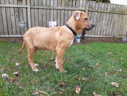 Otis, an adoptable Terrier in Salem, OR, 97303 | Photo Image 1