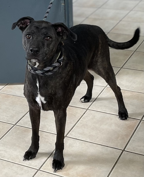 Diesel, an adoptable Labrador Retriever & Boxer Mix in Williamstown, KY_image-1