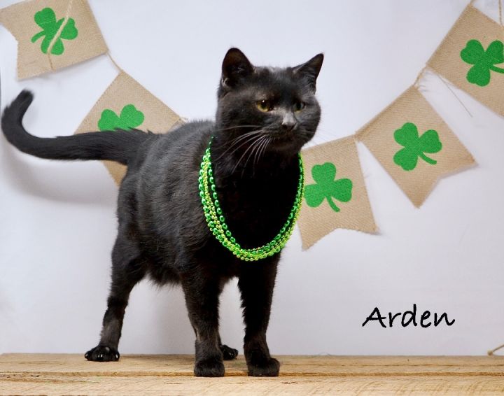 Arden , an adopted Domestic Short Hair in Sevierville, TN_image-2