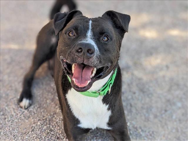 BODIE AKA MUSCLES, an adoptable Pit Bull Terrier, Akita in Tucson, AZ, 85745 | Photo Image 1