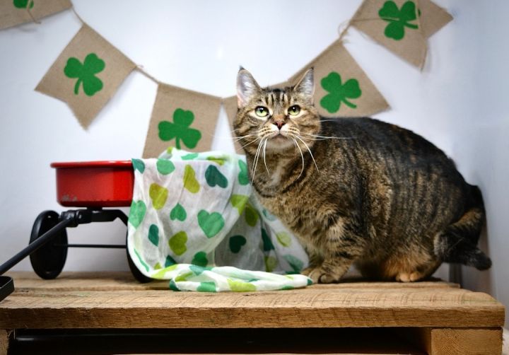 Carys , an adopted Tabby in Sevierville, TN_image-3