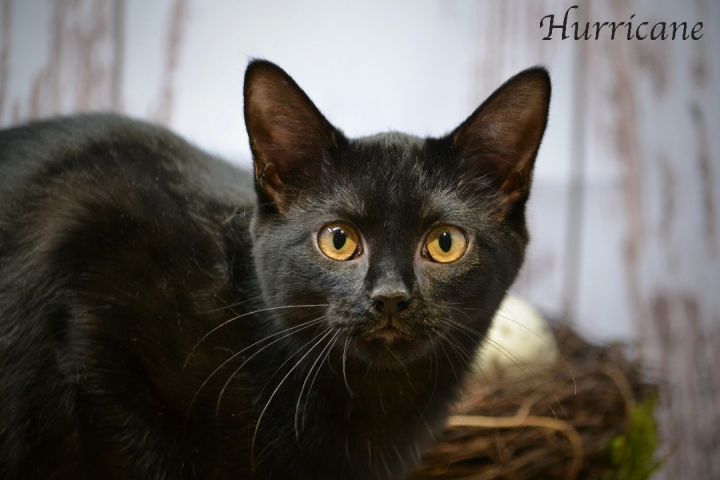 Hurricane, an adopted Domestic Short Hair in Sevierville, TN_image-1