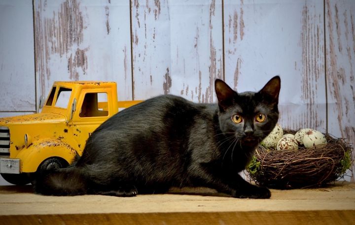 Hurricane, an adopted Domestic Short Hair in Sevierville, TN_image-3