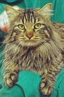 Thomas, an adoptable Tabby in Green Valley, AZ, 85614 | Photo Image 2