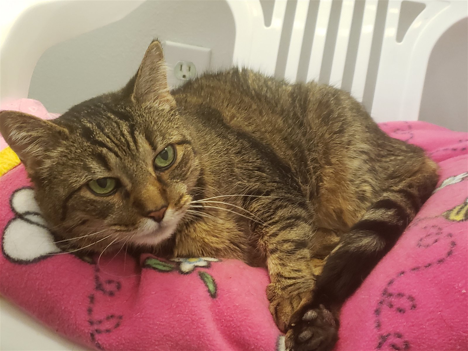 Alice, an adoptable Domestic Short Hair in Lakewood, CO, 80215 | Photo Image 1