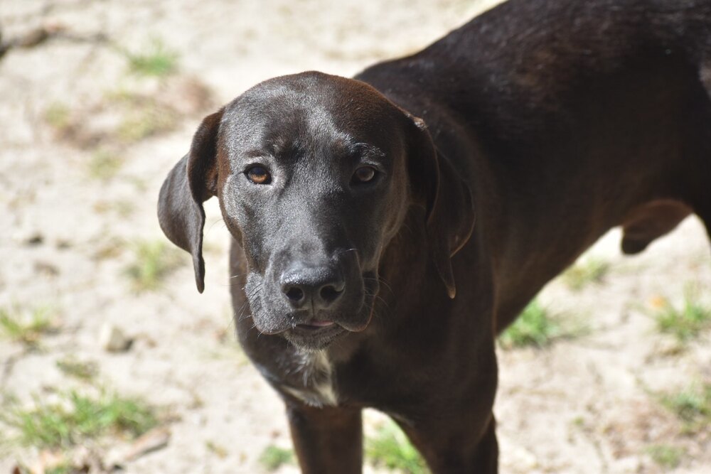 Romeo, an adoptable Labrador Retriever, Shepherd in Newton, TX, 75966 | Photo Image 1