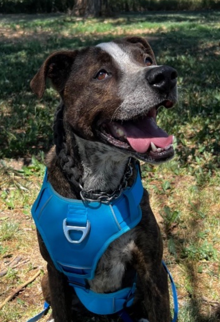 Finley Dolan, an adoptable Great Dane, Pit Bull Terrier in Fort Lupton, CO, 80621 | Photo Image 1