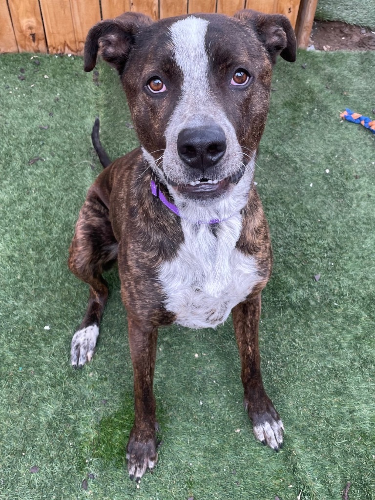 Finley Dolan, an adoptable Great Dane, Pit Bull Terrier in Fort Lupton, CO, 80621 | Photo Image 2