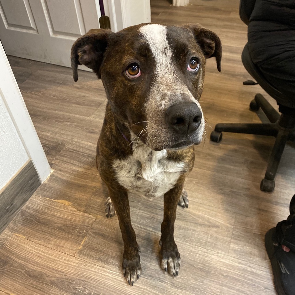 Finley Dolan, an adoptable Great Dane, Pit Bull Terrier in Fort Lupton, CO, 80621 | Photo Image 3