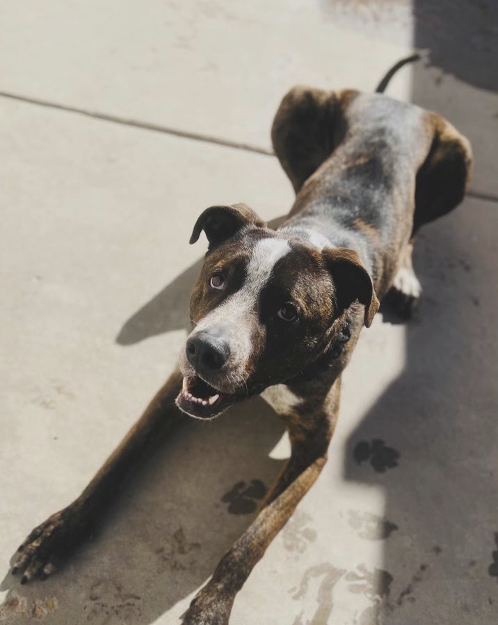 Finley Dolan, an adoptable Great Dane, Pit Bull Terrier in Fort Lupton, CO, 80621 | Photo Image 4