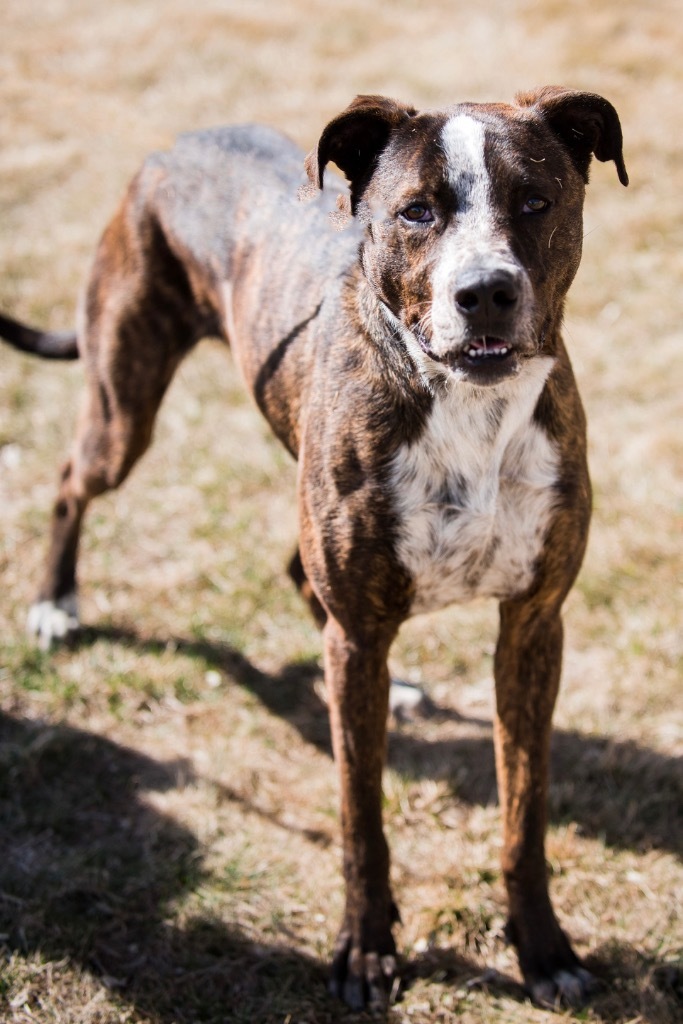 Finley Dolan, an adoptable Great Dane, Pit Bull Terrier in Fort Lupton, CO, 80621 | Photo Image 5