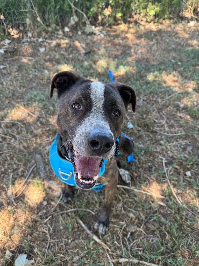 Finley Dolan, an adoptable Great Dane, Pit Bull Terrier in Fort Lupton, CO, 80621 | Photo Image 5