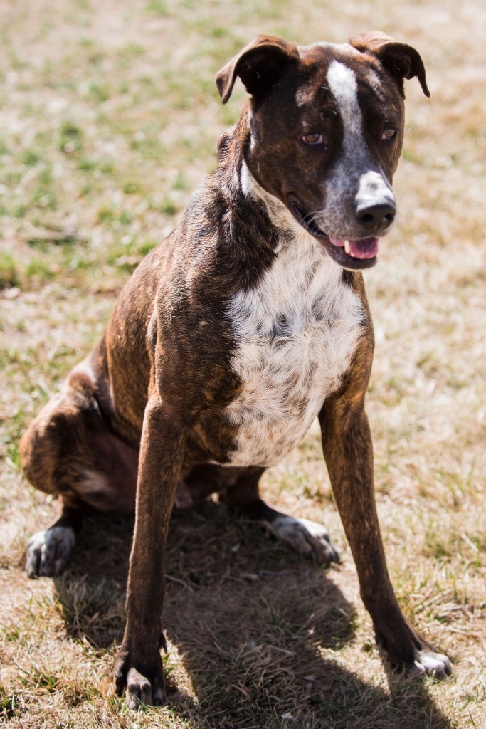 Finley Dolan, an adoptable Great Dane, Pit Bull Terrier in Fort Lupton, CO, 80621 | Photo Image 6