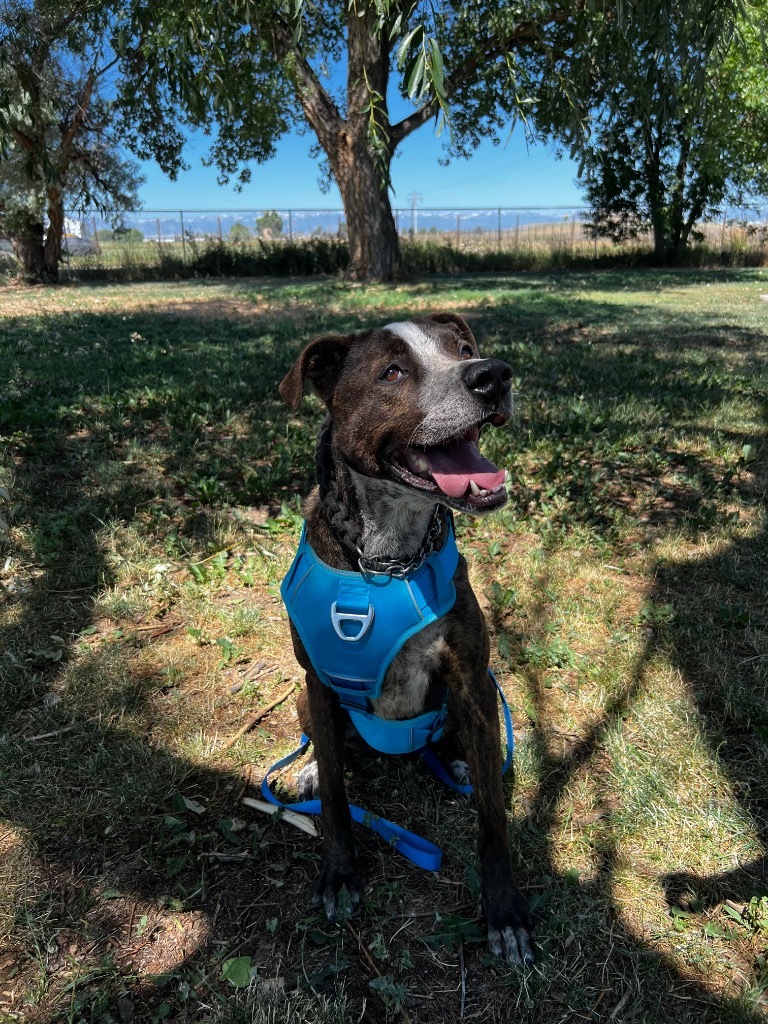 Finley Dolan, an adoptable Great Dane, Pit Bull Terrier in Fort Lupton, CO, 80621 | Photo Image 6