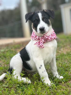 Chole, an adopted Pointer Mix in Cantonment, FL_image-1