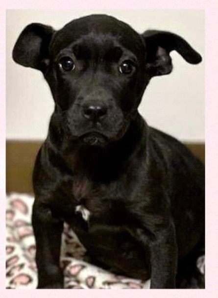 Pepper, an adoptable Terrier Mix in Oswego, IL_image-1