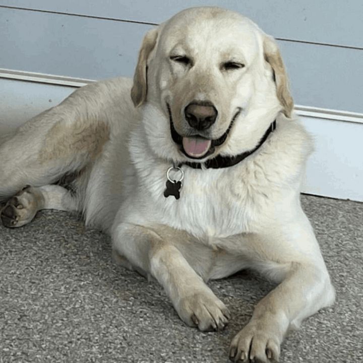 Pete, an adopted Yellow Labrador Retriever in Helena, AL_image-3