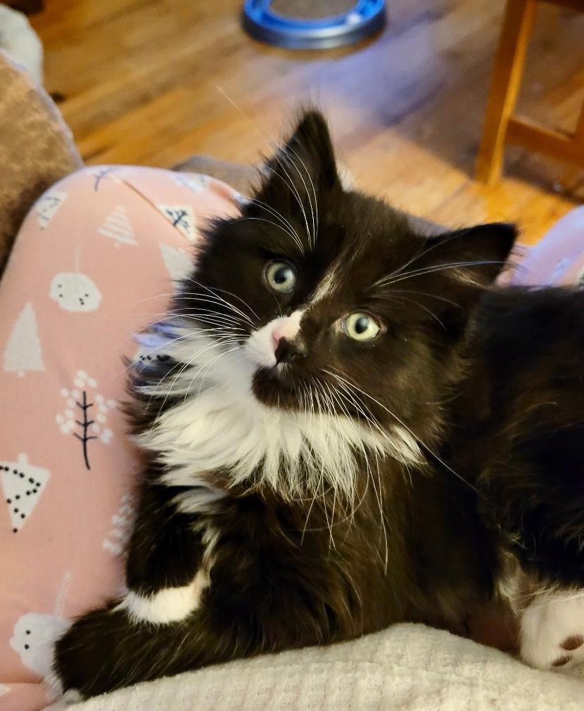 Zeke, an adoptable Domestic Medium Hair in Pasco, WA, 99301 | Photo Image 4