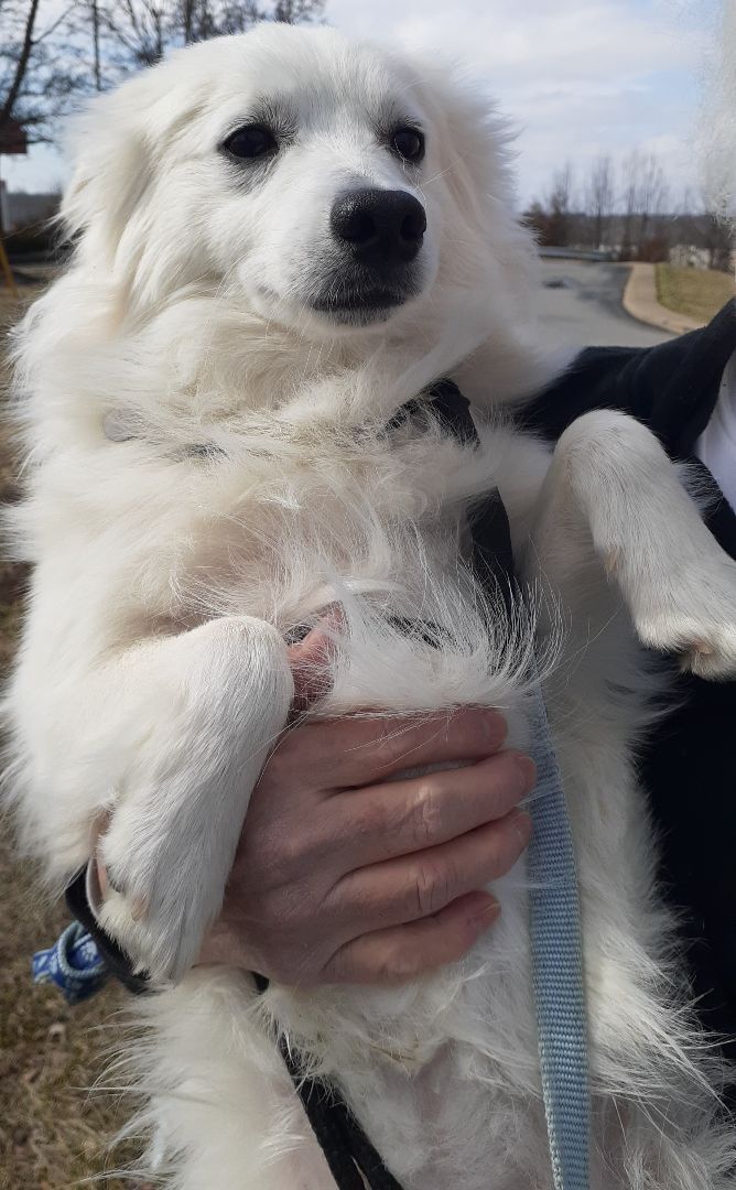 Cooper-Adoption Pending!, an adoptable American Eskimo Dog in Saint Louis, MO_image-4