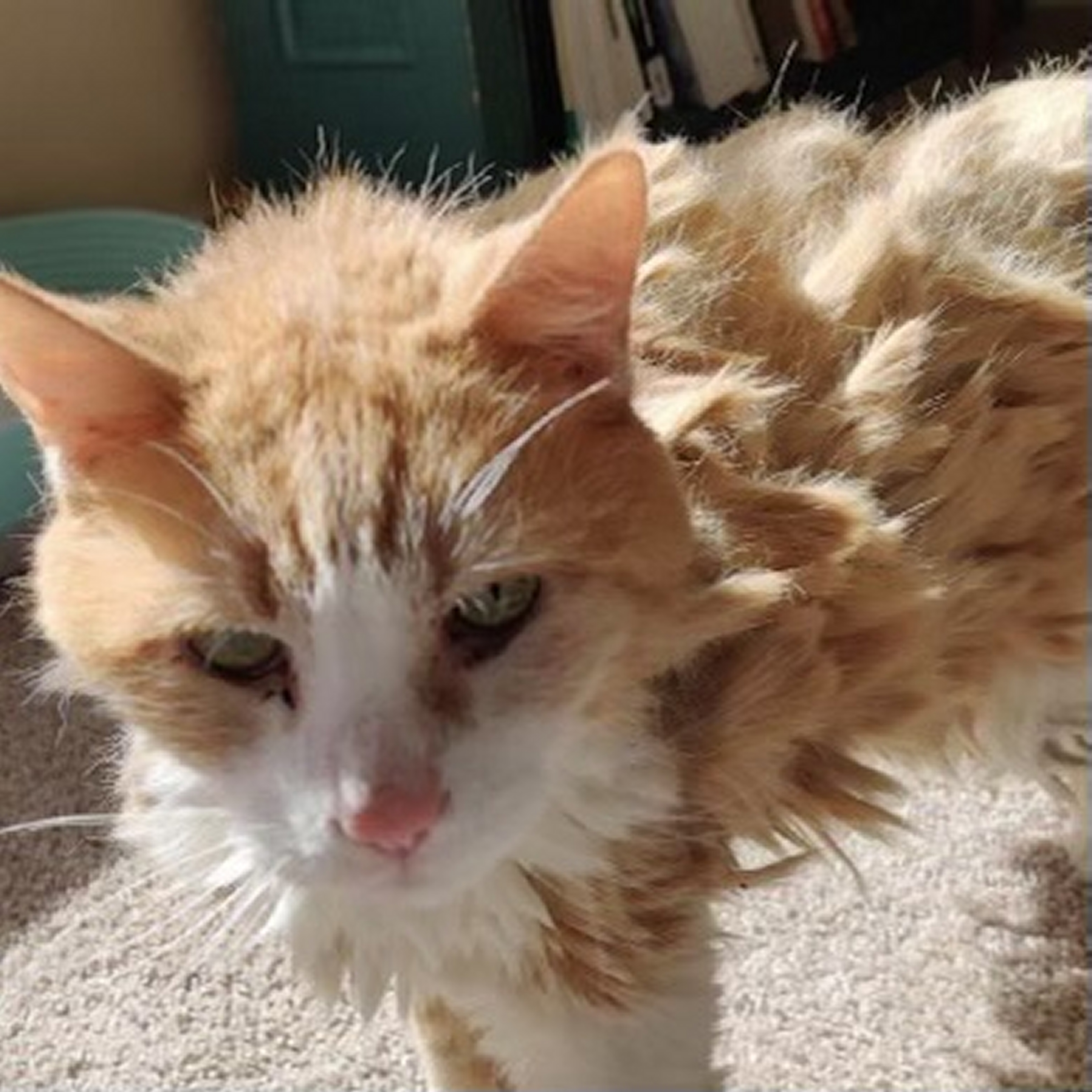 Garfield [Permanent Foster], an adoptable Domestic Long Hair in Santa Fe, NM, 87501 | Photo Image 1