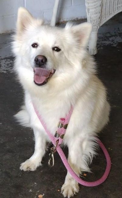 Nikki-Adopted!, an adopted American Eskimo Dog in Saint Louis, MO_image-1