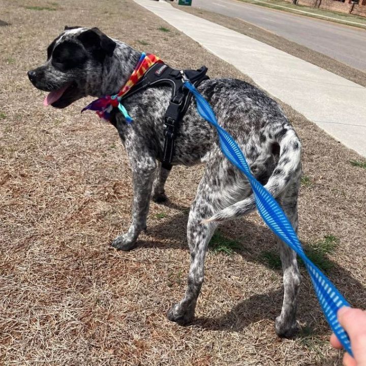 Dottie, an adoptable Australian Cattle Dog / Blue Heeler Mix in Oklahoma City, OK_image-4