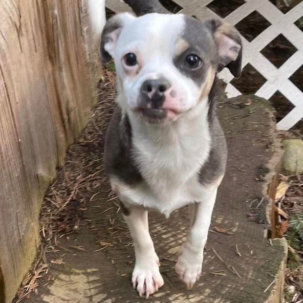 WINNIE, an adoptable Chihuahua, Terrier in Graham, WA, 98338 | Photo Image 2