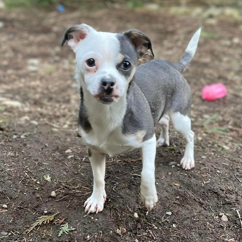 WINNIE, an adoptable Chihuahua, Terrier in Graham, WA, 98338 | Photo Image 3