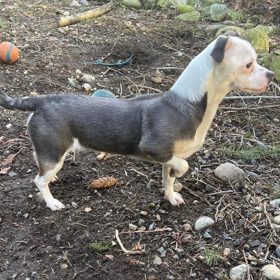 WINNIE, an adoptable Chihuahua, Terrier in Graham, WA, 98338 | Photo Image 5