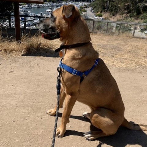Hank, an adoptable Boxer in Pacific Grove, CA, 93950 | Photo Image 2