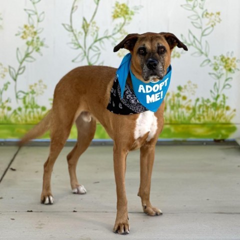 Hank, an adoptable Boxer in Pacific Grove, CA, 93950 | Photo Image 3