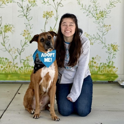Hank, an adoptable Boxer in Pacific Grove, CA, 93950 | Photo Image 4
