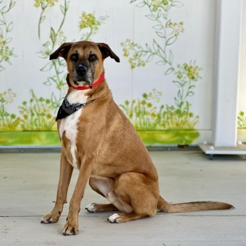 Hank, an adoptable Boxer in Pacific Grove, CA, 93950 | Photo Image 6