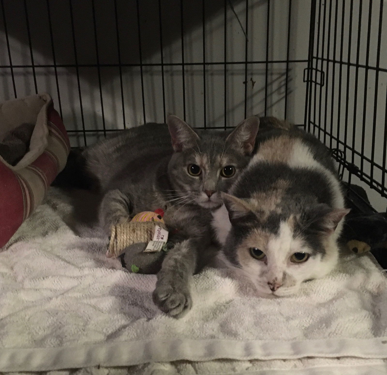 Heidi bonded with Antoniette