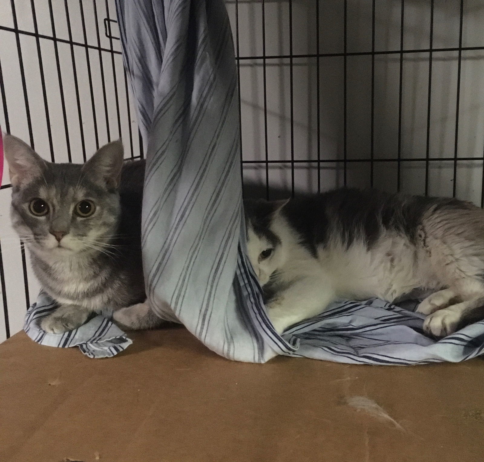 Heidi bonded with Antoniette