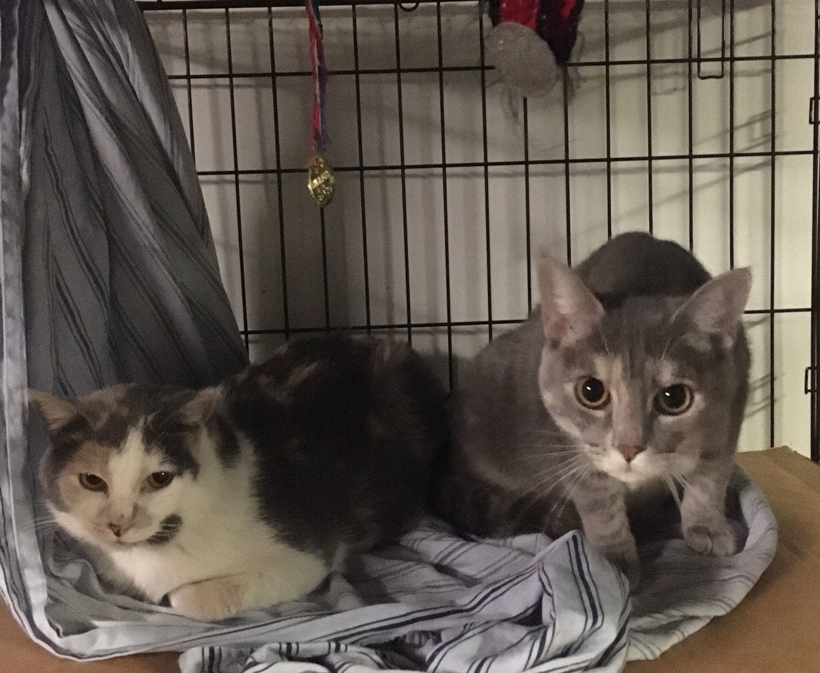 Heidi bonded with Antoniette