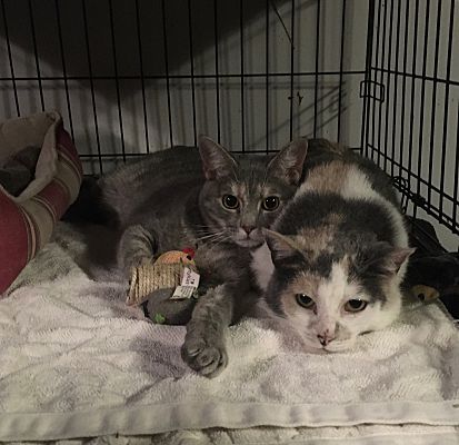 Antoniette bonded with Heidi