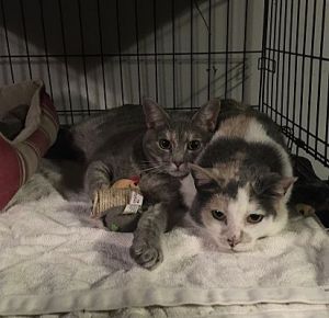 Antoniette bonded with Heidi, Young Female Domestic Short Hair