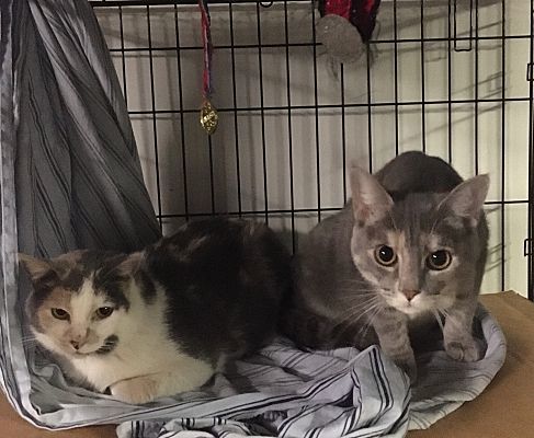 Antoniette bonded with Heidi