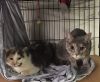 Antoniette bonded with Heidi photo 2