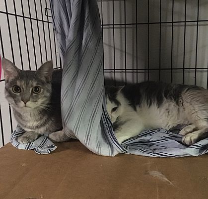 Antoniette bonded with Heidi