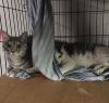 Antoniette bonded with Heidi photo 3