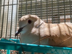 UPDATE Fletcher is a fabulous haughty dove man who loves to nest sit  is deter