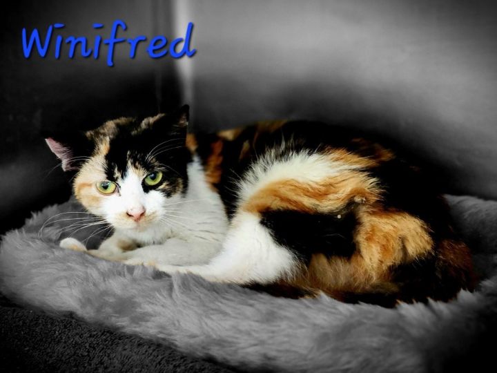 Winifred 3