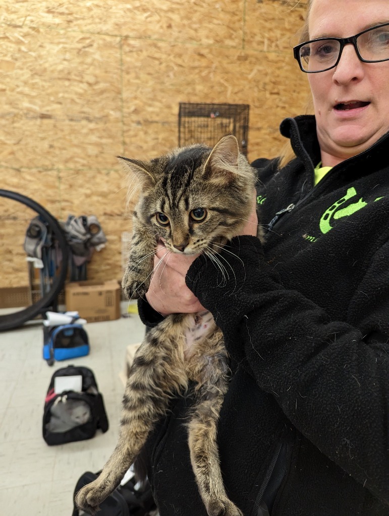 Cat for adoption Tigger, a Domestic Short Hair in Coshocton , OH