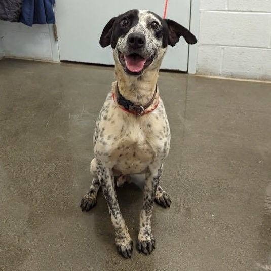 Lennon, an adoptable Pointer & Australian Cattle Dog / Blue Heeler Mix in Mount Airy, NC_image-1