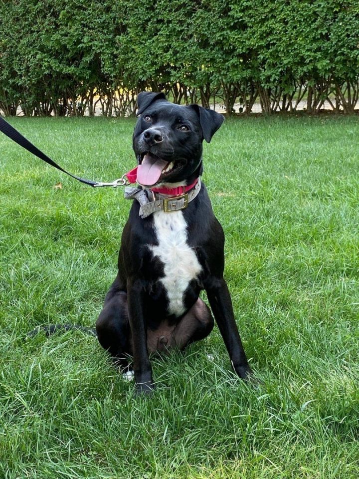 Shar pei store pitbull mix black