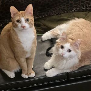 Curtis & Marshall (Bonded Pair, FIV+) **Reduced Adoption Fee!**