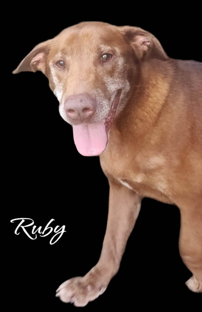 Ruby, an adoptable Labrador Retriever, Hound in El Dorado, AR, 71730 | Photo Image 4