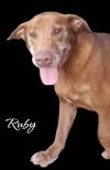 Ruby photo 4